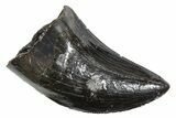 Serrated, Tyrannosaur (Nanotyrannus) Tooth - Montana #350411-1
